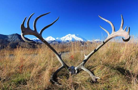 Antler Photography