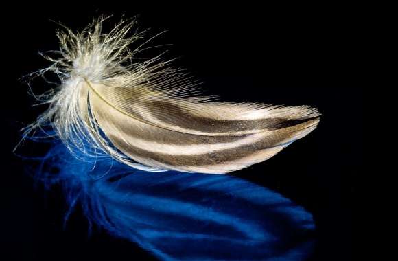 Feather Photography