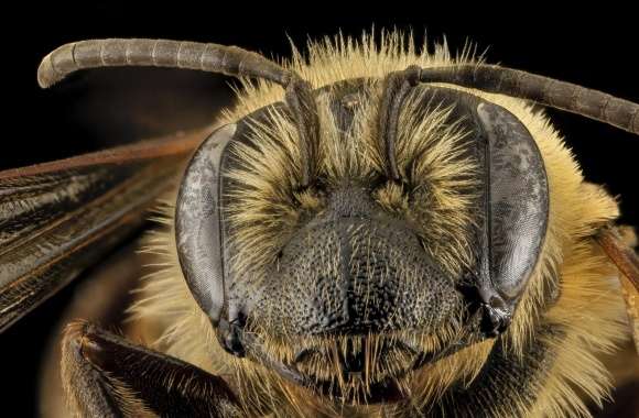 Andrena Nivalis Mining Bee Head Macro