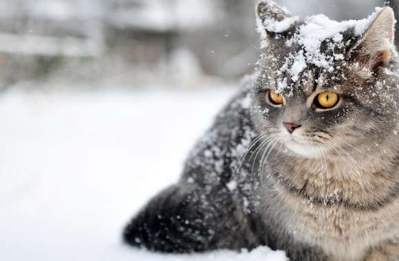Cat Winter