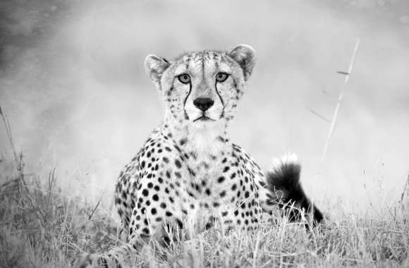 Cheetah Monochrome