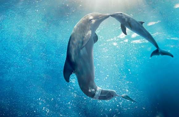 Dolphin Tale 2 Movie 2014
