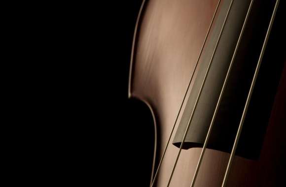 Double Bass Close Up
