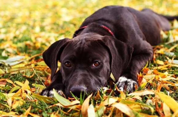 Sad Black Dog Autumn