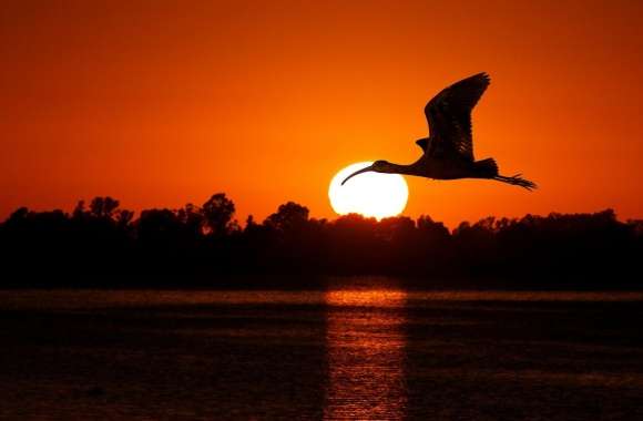 Bird Flying At Sunset