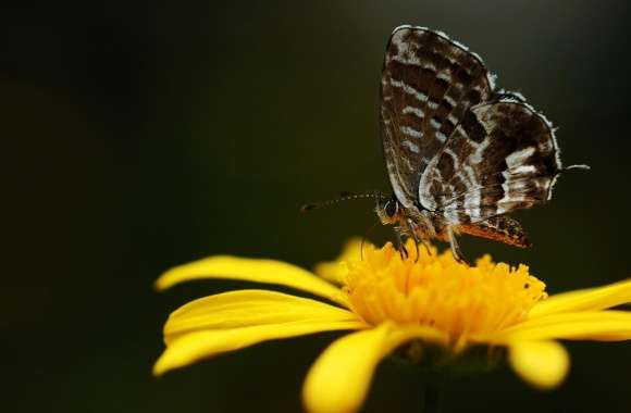 Butterfly On A Yellow Flower