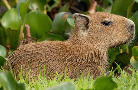 Capybara Venezuela