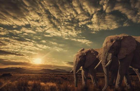 Elephants, Sunset, Nature