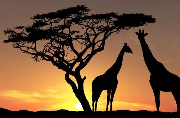 Giraffes In The Sunset