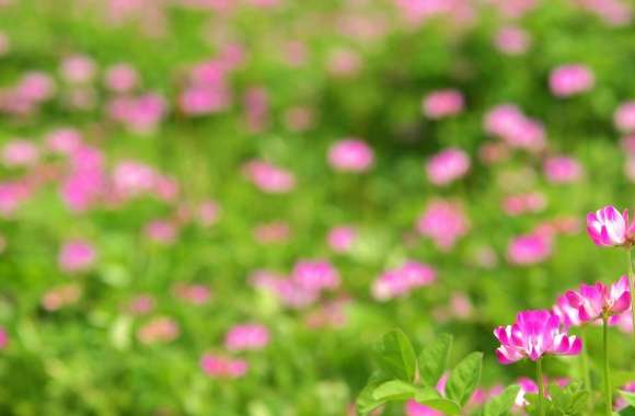 Pink Flowers Photo