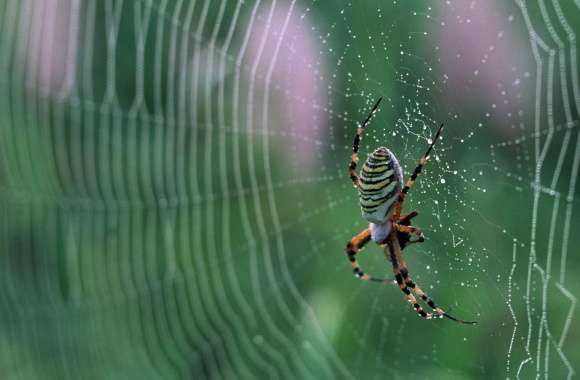 Spider With Colorful Stripes