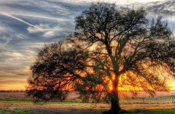 Sunlight Tree
