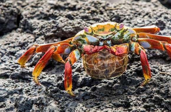 Big Red Crab On Stone