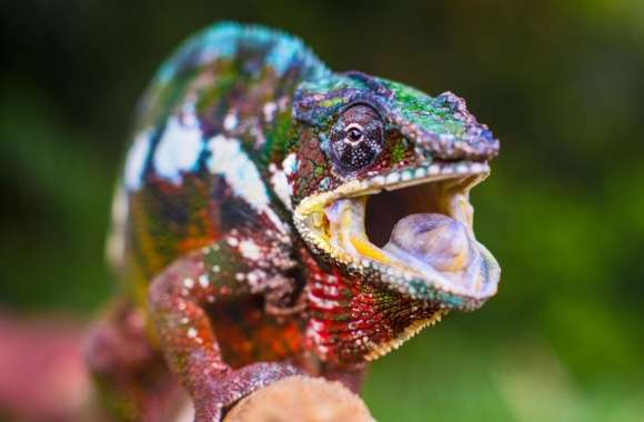 Chameleon Tongue