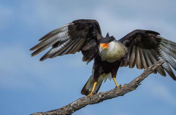 Crested Caracara Bird, Texas