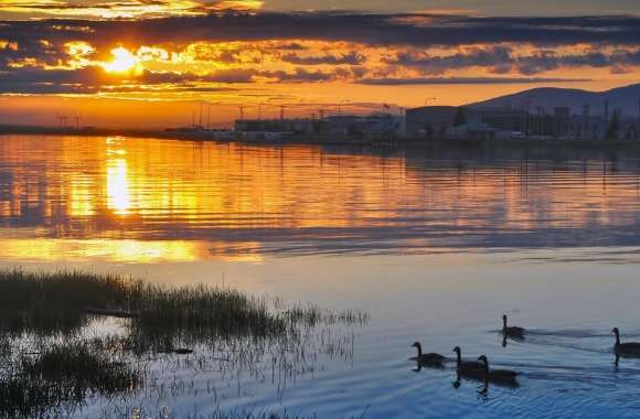 Ducks In Sunset Light