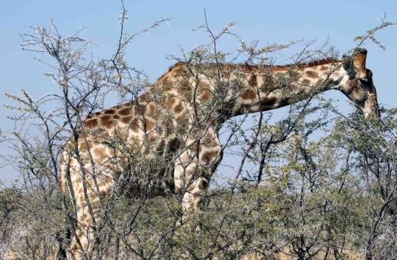 Giraffe Eating From A Tree