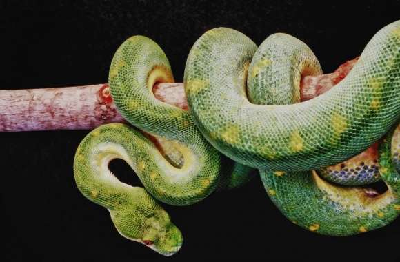 Green Boa Constrictor