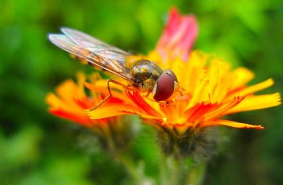 Hoverfly On A Orange Flower
