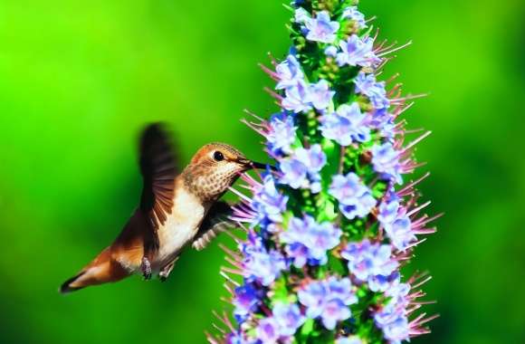 Hummingbird in the Wild