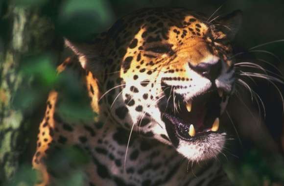 Jaguar Roaring