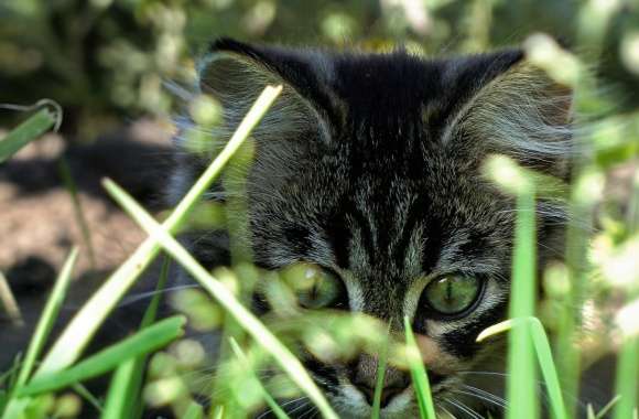 Kitty In Grass
