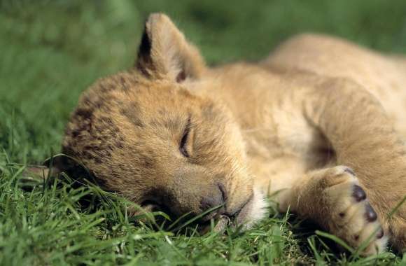 Lion Young Sleeping