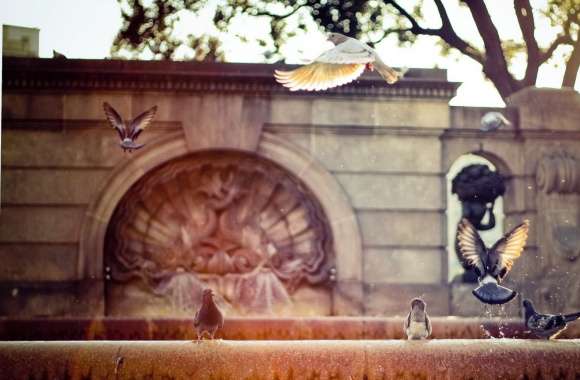 Pigeons On A Fountain
