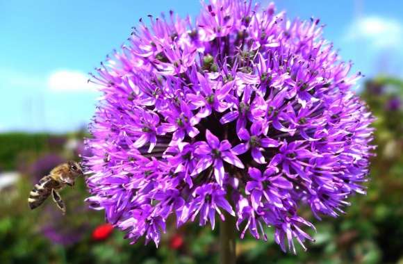 Purple Onion Flower