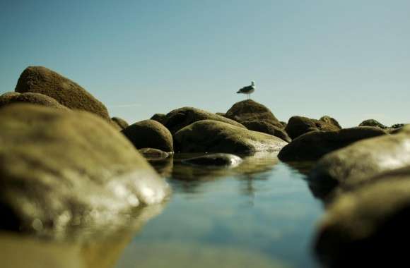 Seagull On The Rocks