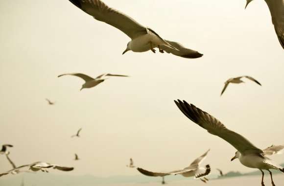 Seagulls Flying On The Beach