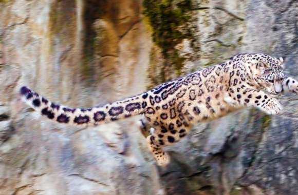 Snow Leopard Flying