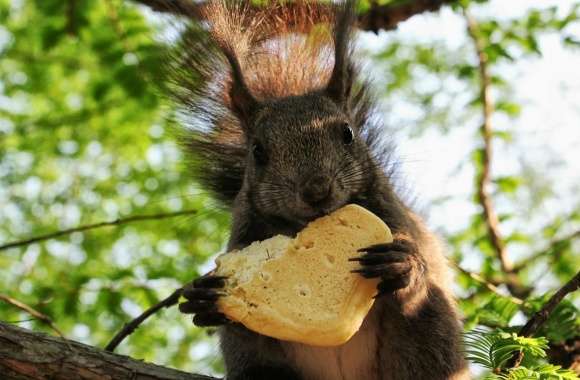 Squirrel Eating A Cookie