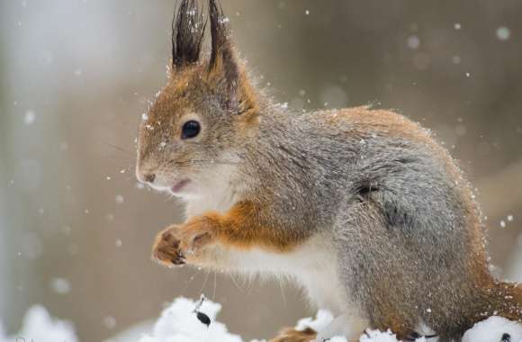 Squirrel In A Snowfall
