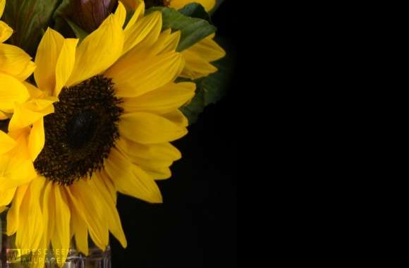 Sunflower and Kale in a Vase
