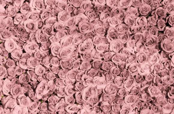 Vintage Pink Roses Tumblr