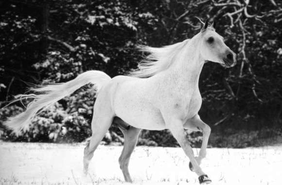 White Horse Running In Snow