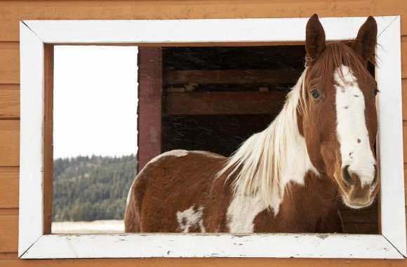 Window Watcher, Horse