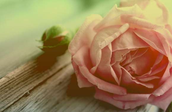 Withered Peach Rose