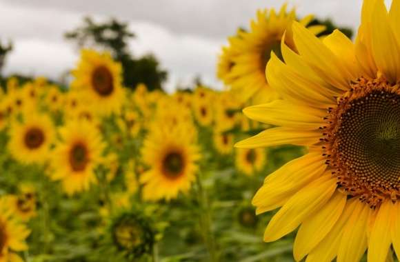 Yellow Mellow Sunflower