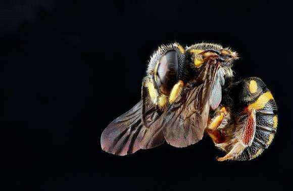 Anthidiellum Notatum Bee Flying