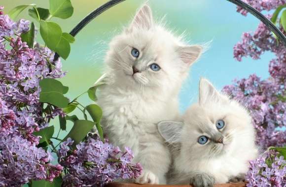 Beautiful Burmese Kittens