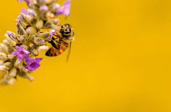 Bee, Lavender Plant, Yellow Background