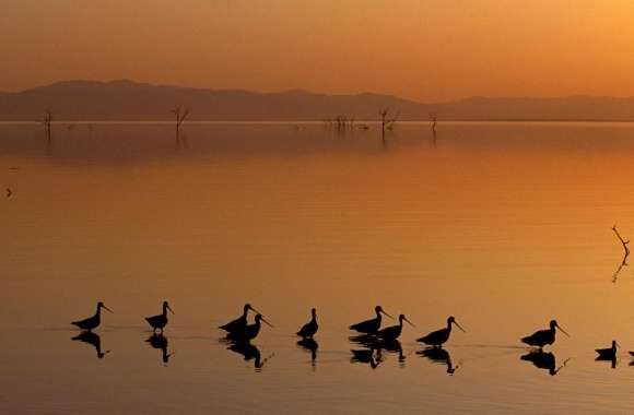 Birds On The Lake