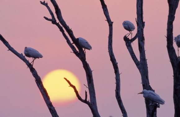 Birds Sitting On A Tree Branch