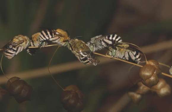 Blue Banded Bees Sleeping