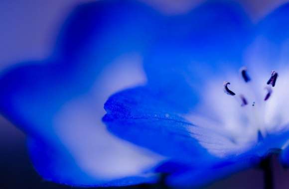 Blue Flowers Macro