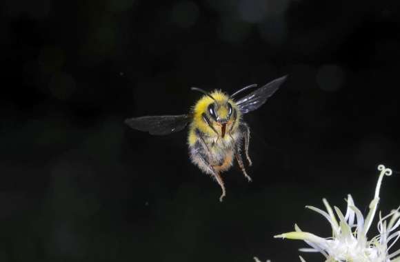 Bumblebee In Flight  Macro Photography