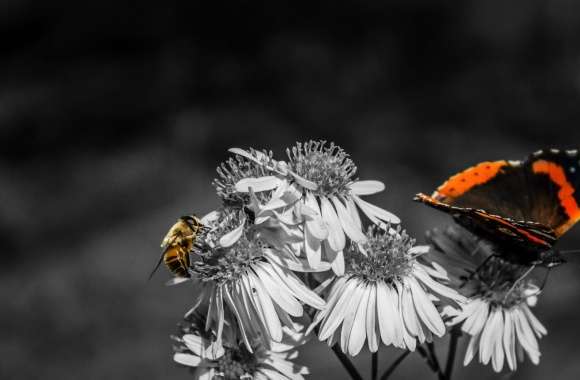 Butterfly - Bee