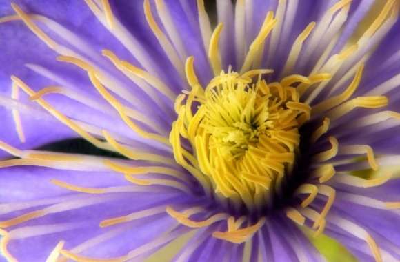 Clematis Close Up Flower